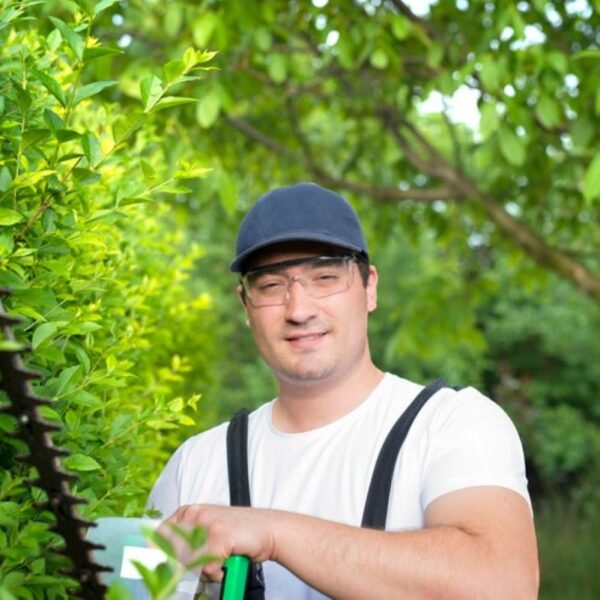 tree removal Lane Cove