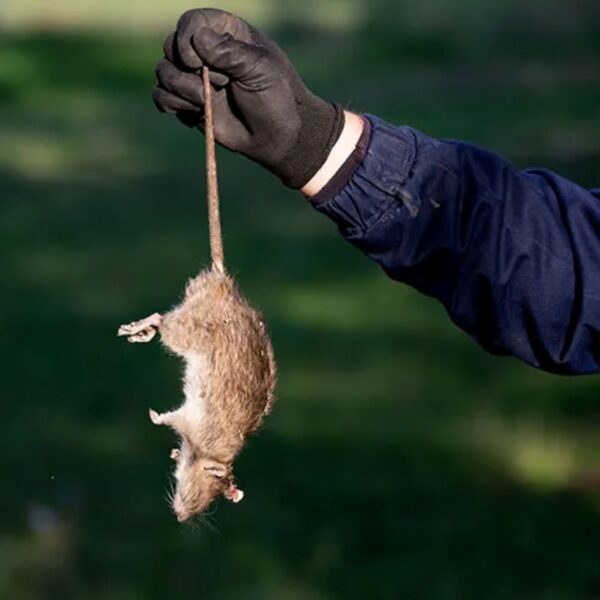 rat exterminator sydney