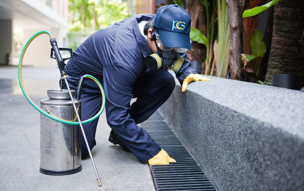 pest control blue mountains