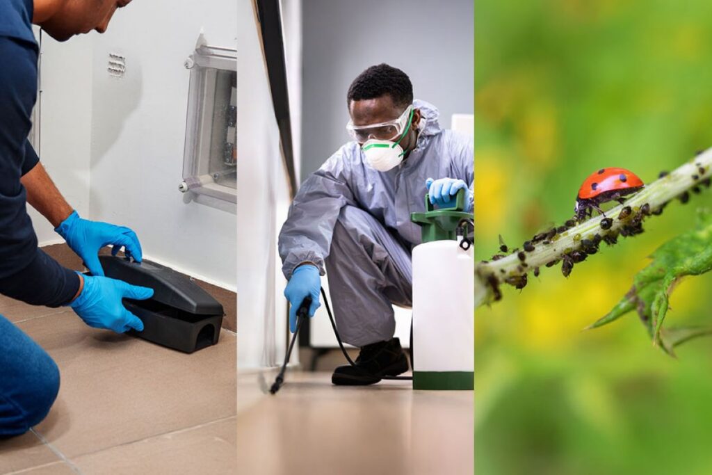 pest control companies sydney