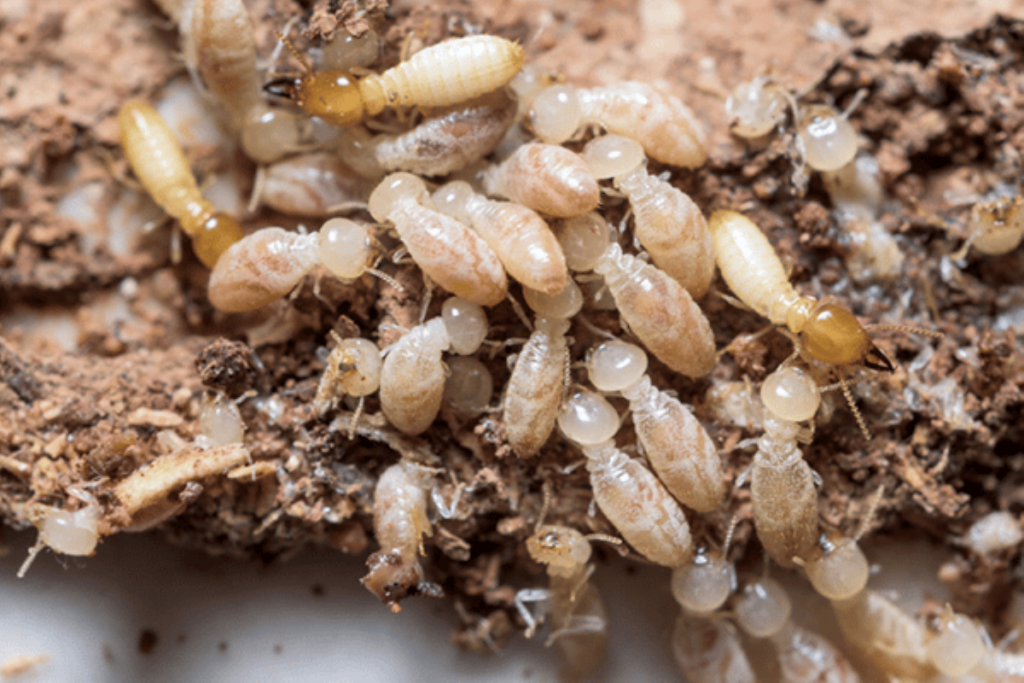 sydney termites