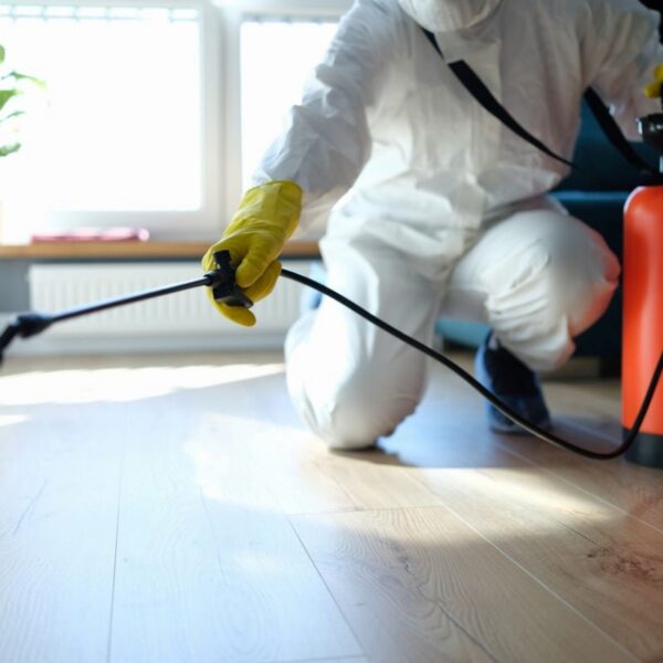 pest control blue mountains