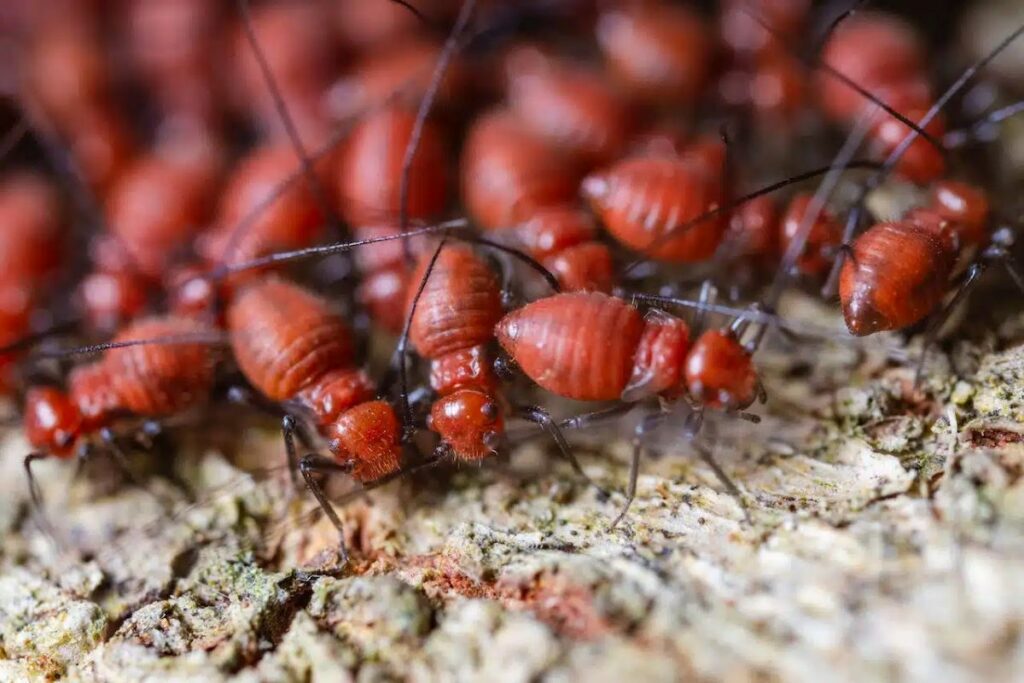 sydney termites